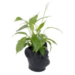 Bulldog Plantenbak Zwart -Zuiver Verkoop kare design bulldog black bulldog plantenbak zwart 06