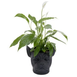Bulldog Plantenbak Zwart -Zuiver Verkoop kare design bulldog black bulldog plantenbak zwart 07