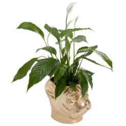 Bulldog Plantenbak Goud 14 Bulldog Plantenbak Goud -Zuiver Verkoop kare design bulldog gold bulldog plantenbak goud 03