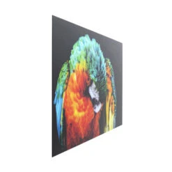 Glas Schilderij Papegaai -Zuiver Verkoop kare design tropical parrot glas schilderij papegaai 02